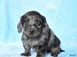 Miniature Dachshund dogs for sale: Buster - Ad 1