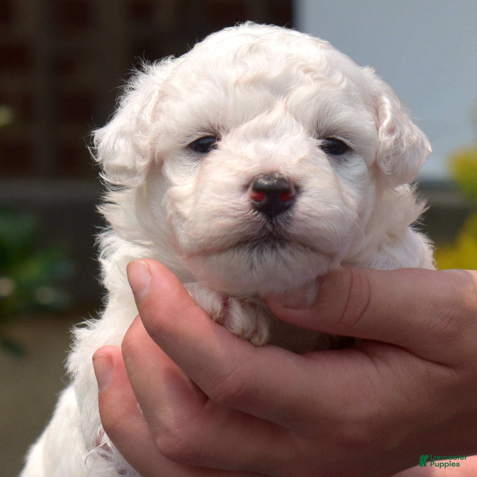 Bichon Frise dogs Holly - Ad 1