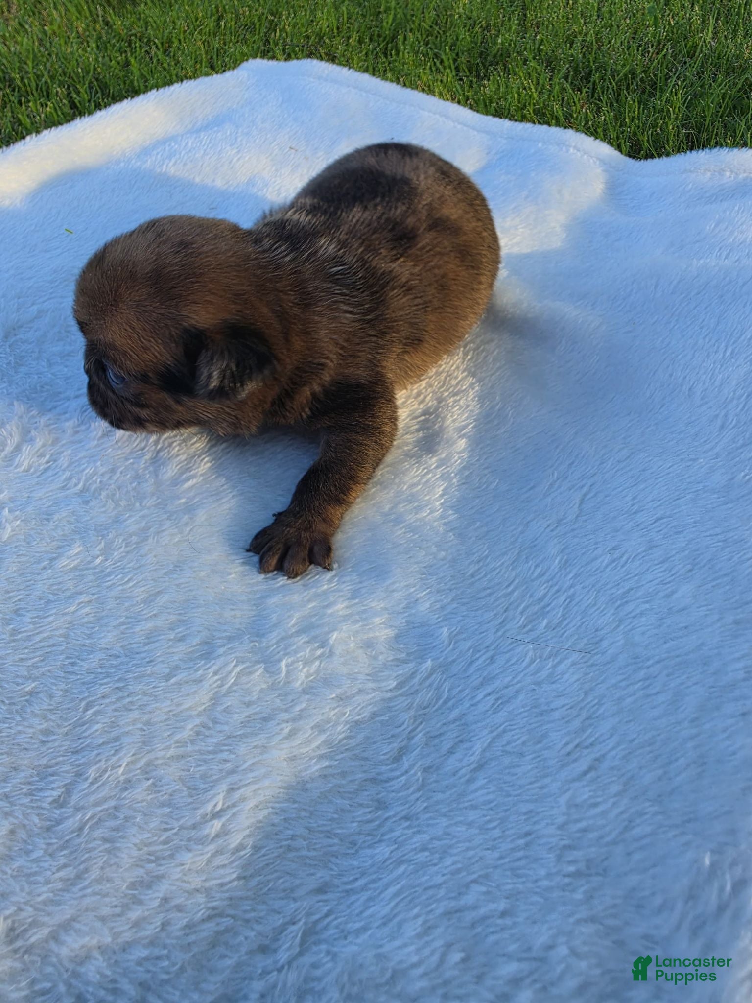 Pug dogs Rare chunky brindle male - Ad 2