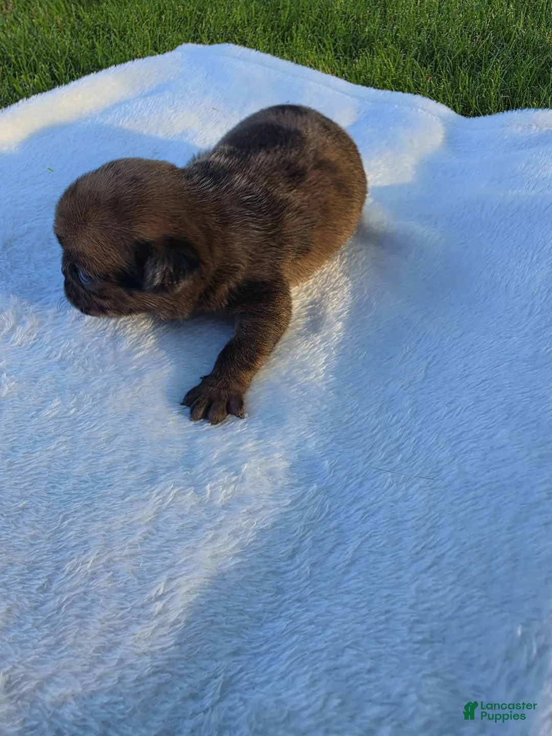 Pug dogs for sale: Rare chunky brindle male - Ad 2