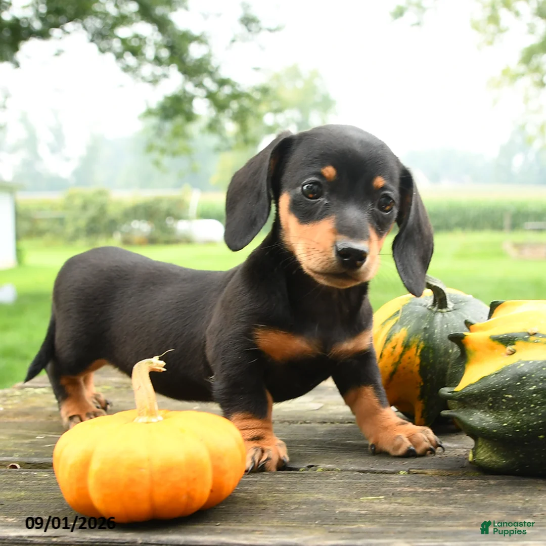 Miniature Dachshund dogs for sale: Chocolate - Ad 5