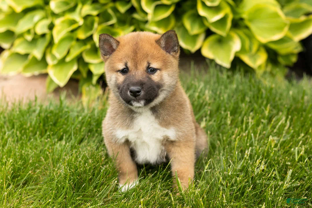 Shiba Inu dogs for sale: Jethro  - Ad 2