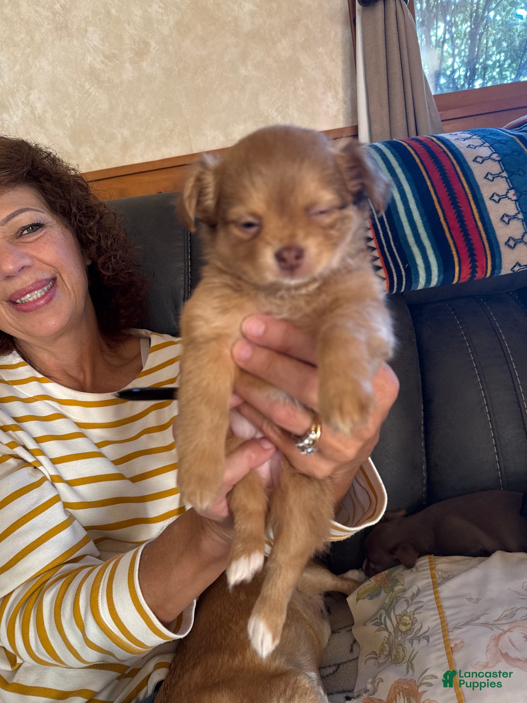 Chihuahua dogs for sale: Chihuahua Puppy  - Ad 2