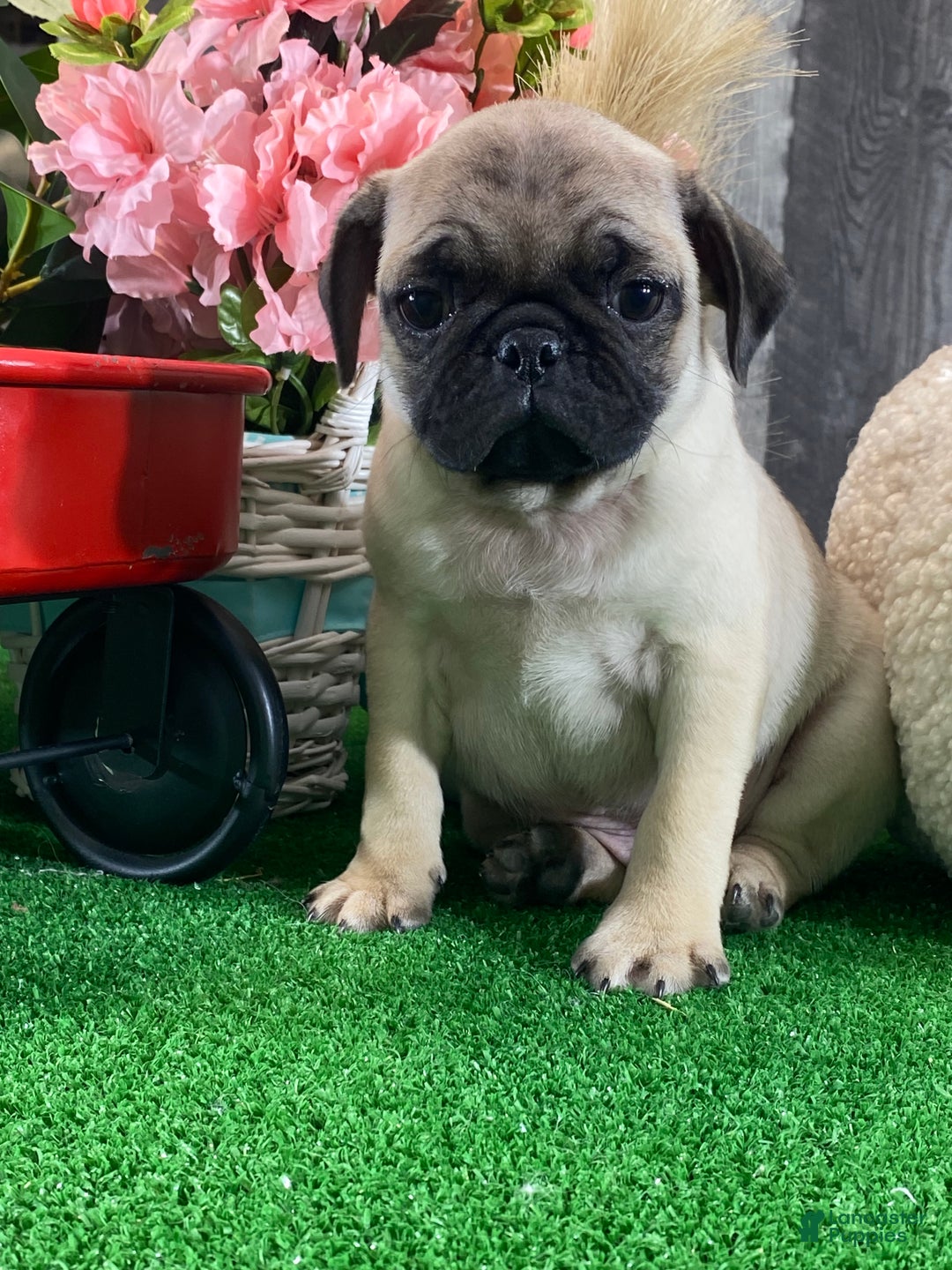 Pug dogs for sale: Poncho  - Ad 3
