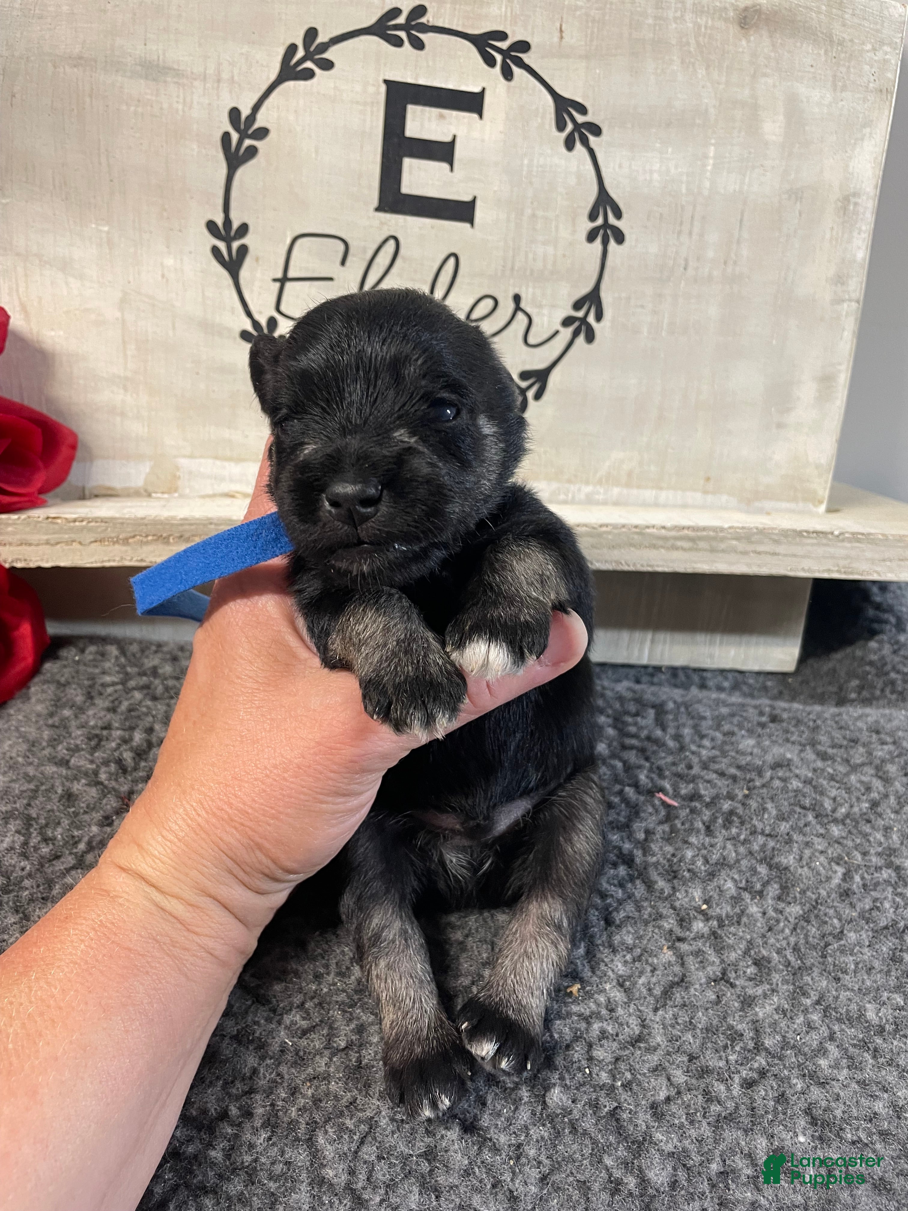 Miniature Schnauzer dogs Miniature Schnauzer Puppy 3 - Ad 1