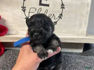 Miniature Schnauzer dogs Miniature Schnauzer Puppy 3 - Ad 41