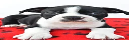 Boston Terrier dogs for sale: Ruger - Ad 7
