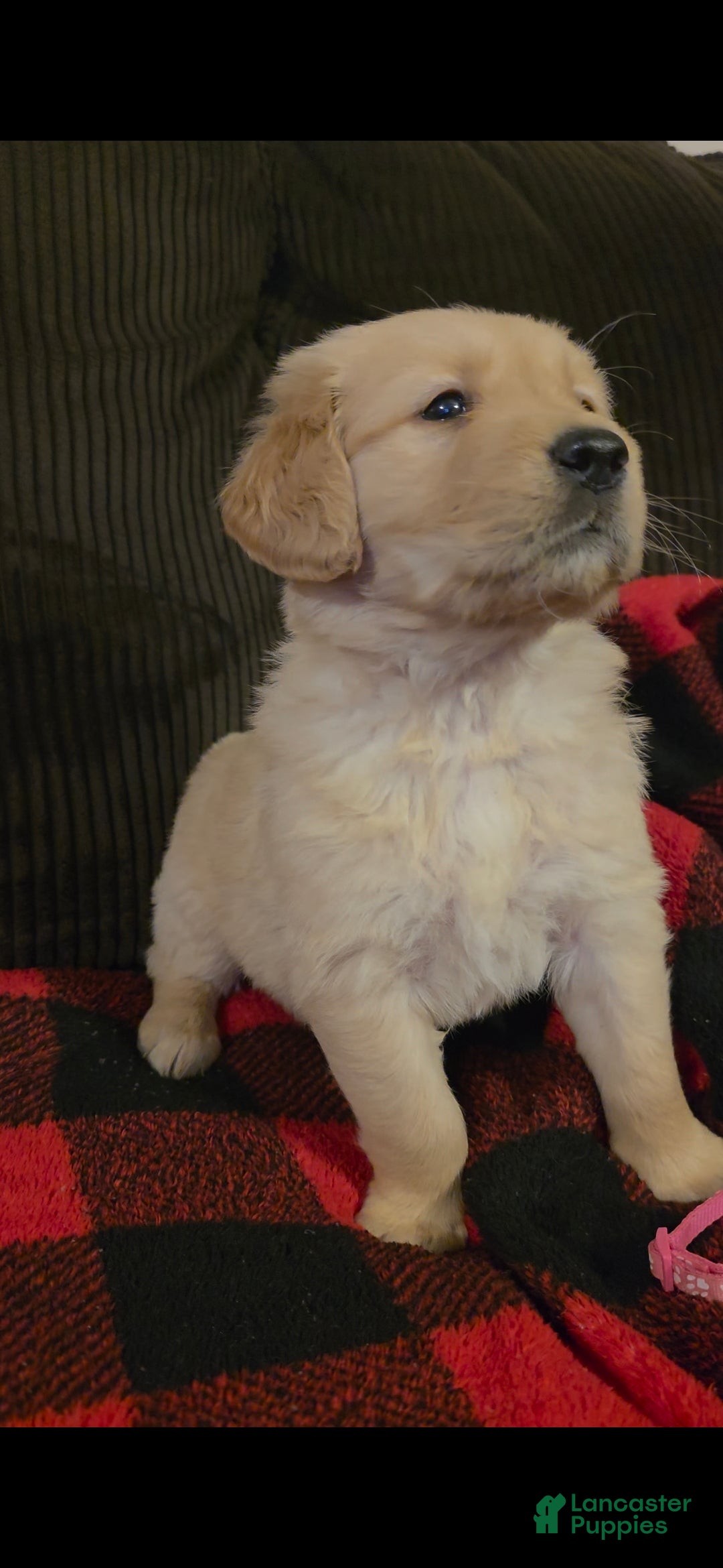 Golden Retriever dogs Candy - Ad 5