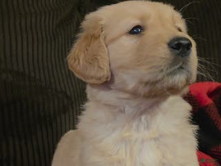 Golden Retriever dogs Candy - Ad 5