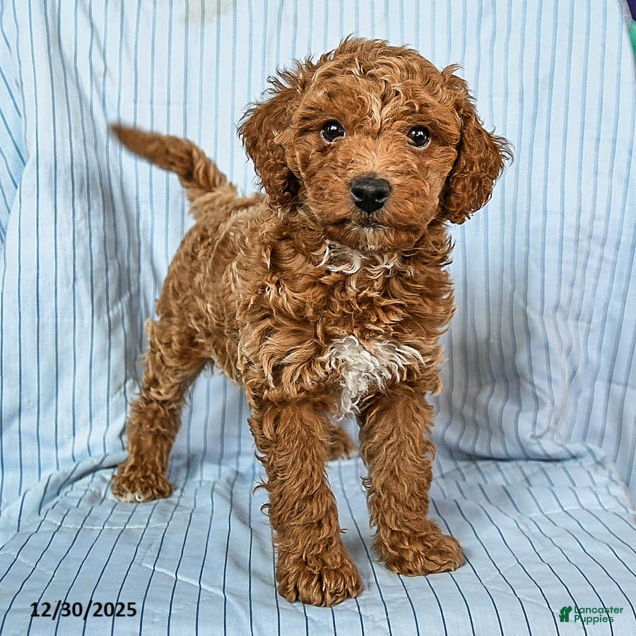 Toy Poodle dogs for sale: Teddy - Ad 1