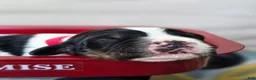 English Springer Spaniel dogs for sale: Liberty  - Ad 7