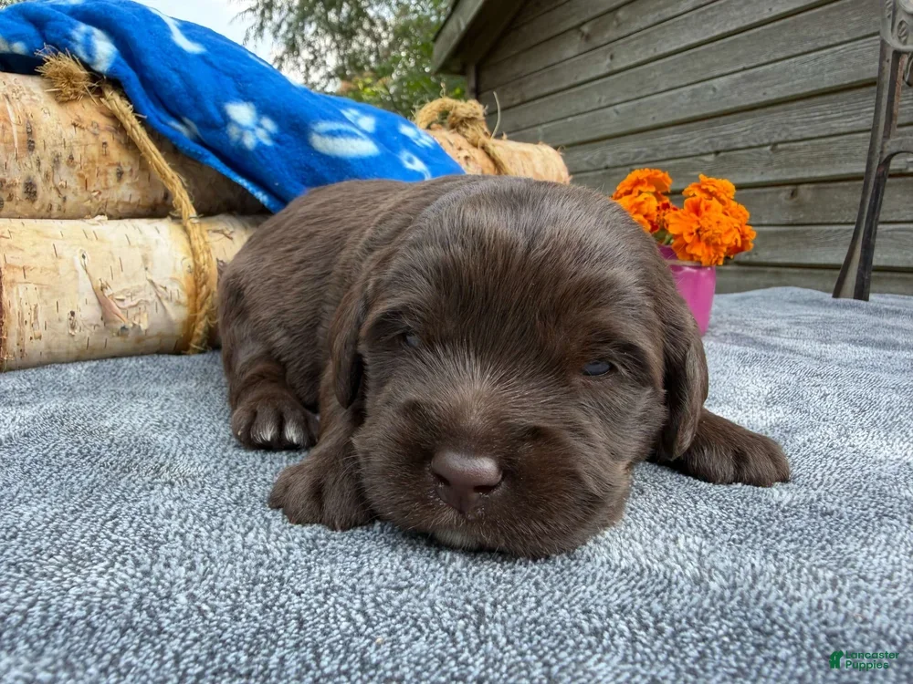 Mixed Breed dogs Galaxy (Boy) - Ad 1