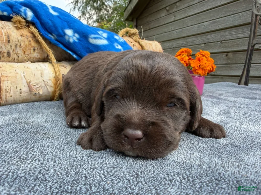 Mixed Breed dogs for sale: Galaxy (Boy) - Ad 1