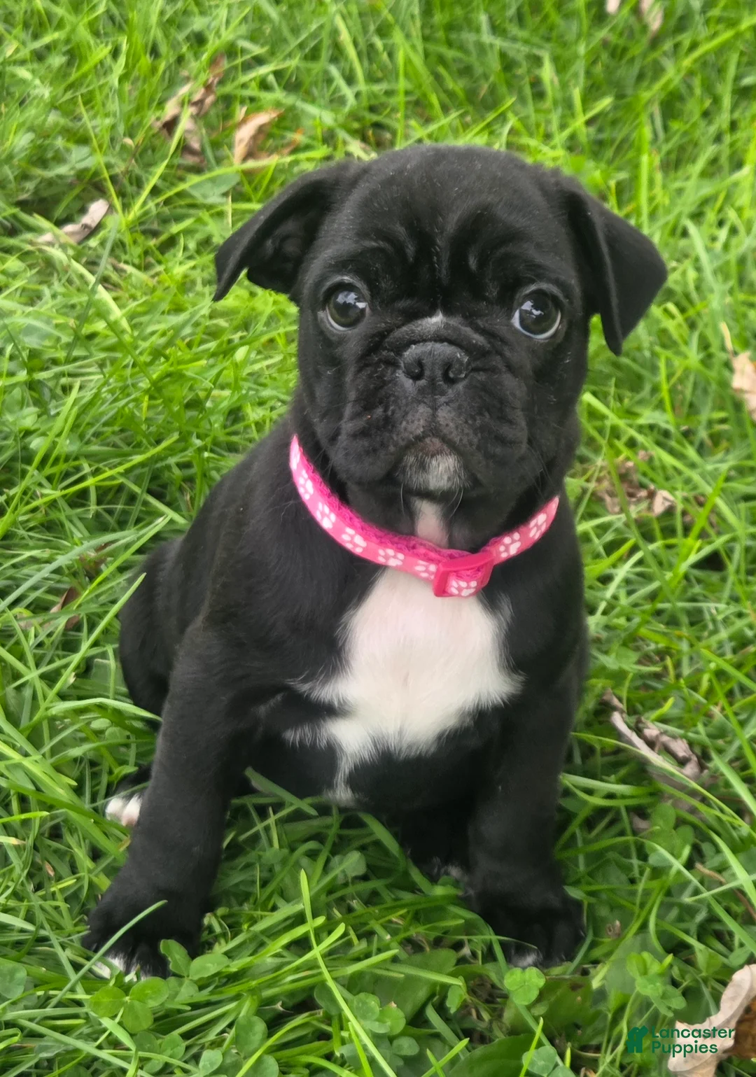 Mixed Breed dogs for sale: Millie - Ad 1