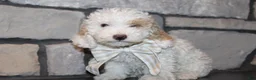 Miniature Poodle dogs for sale: Akc Jenna - Ad 3