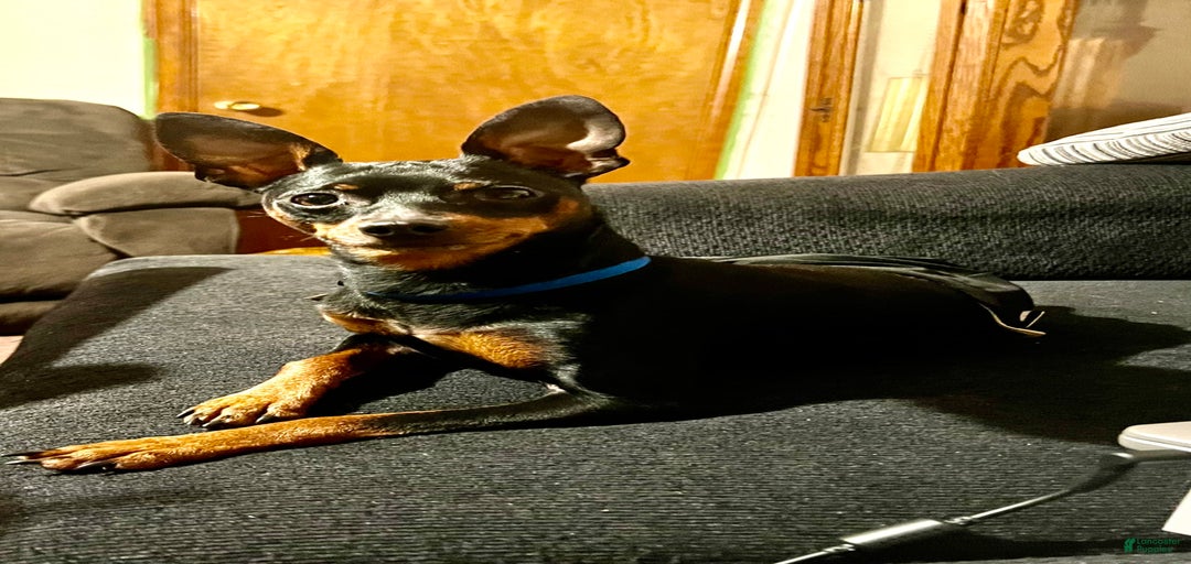 Gallery Image {{count}}