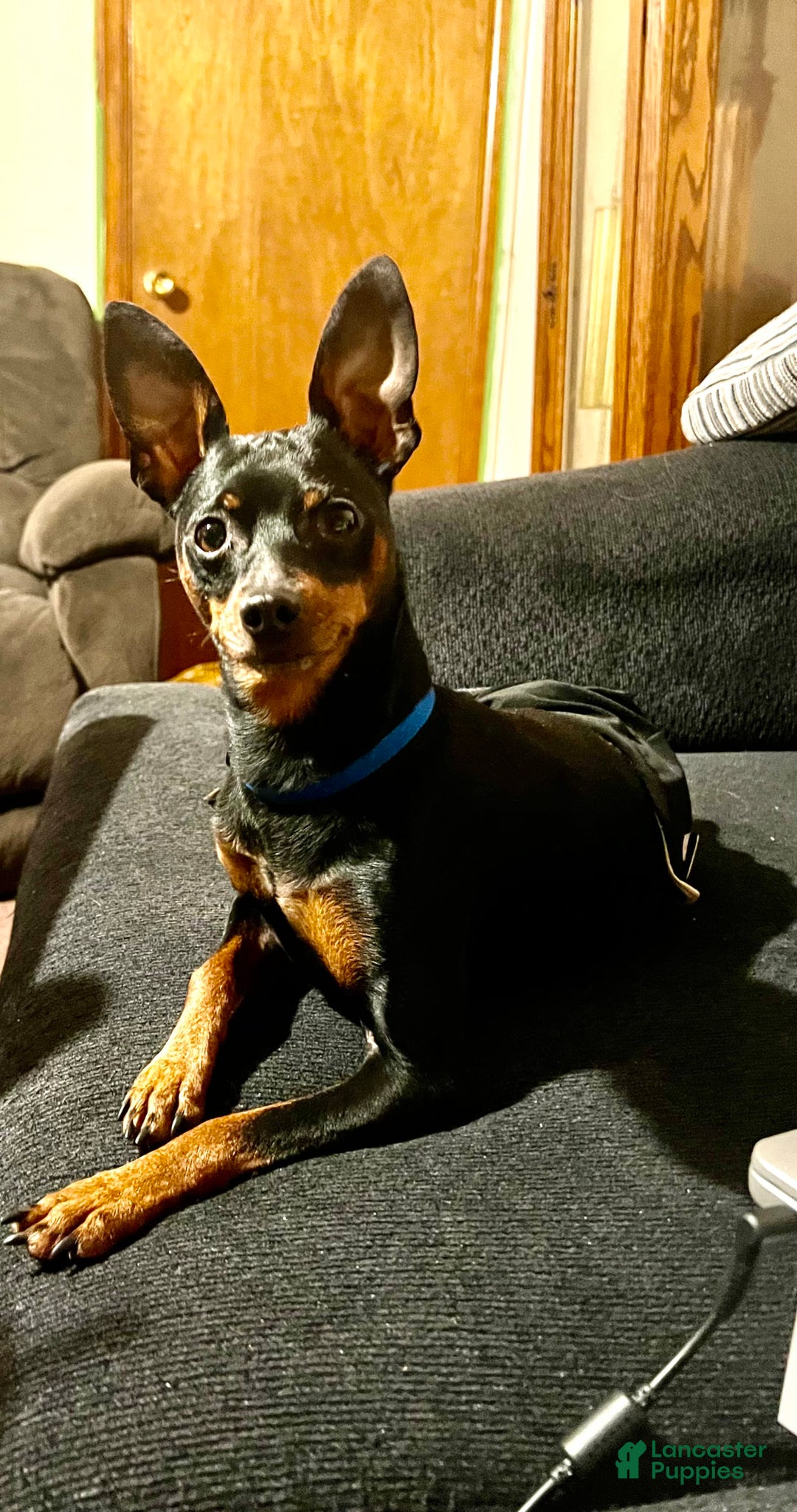 Gallery Image {{count}}