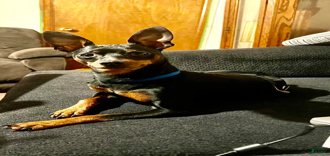 Gallery Image {{count}}