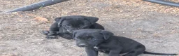 Mixed Breed dogs for sale: Black Bullmastador pup - Ad 5