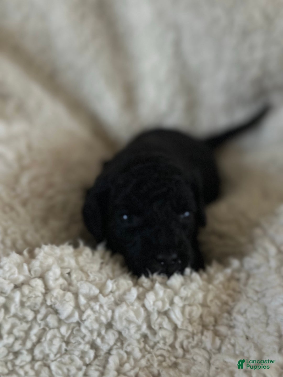 Mini Goldendoodle dogs for sale: Spice - Ad 7