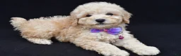 Miniature Poodle dogs for sale: Audrey  - Ad 4