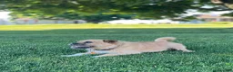 Jug dogs for sale: Lelé - Ad 6