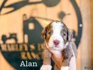 Double Doodle dogs Allan - Ad 3