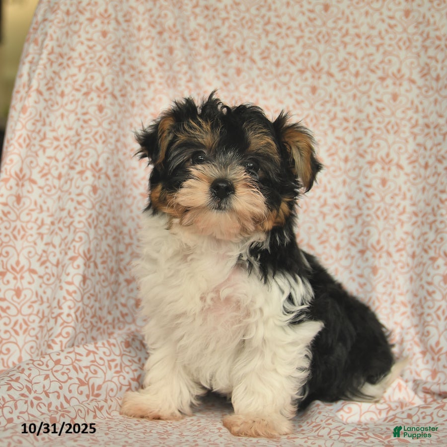 Yorkshire Terrier dogs Domino - Ad 28