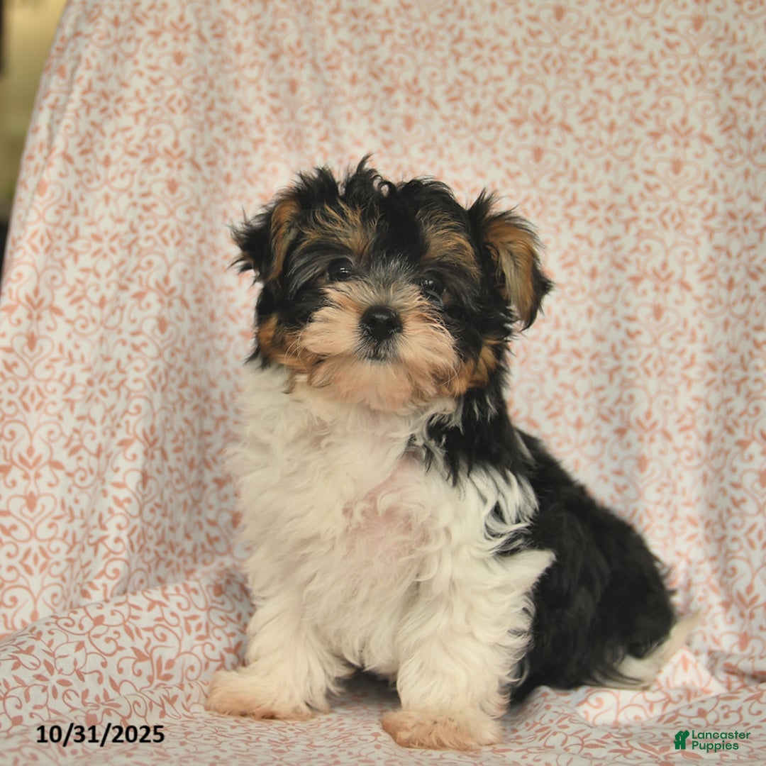 Yorkshire Terrier dogs for sale: Domino - Ad 1