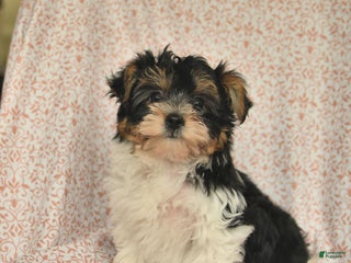 Yorkshire Terrier dogs Domino - Ad 28