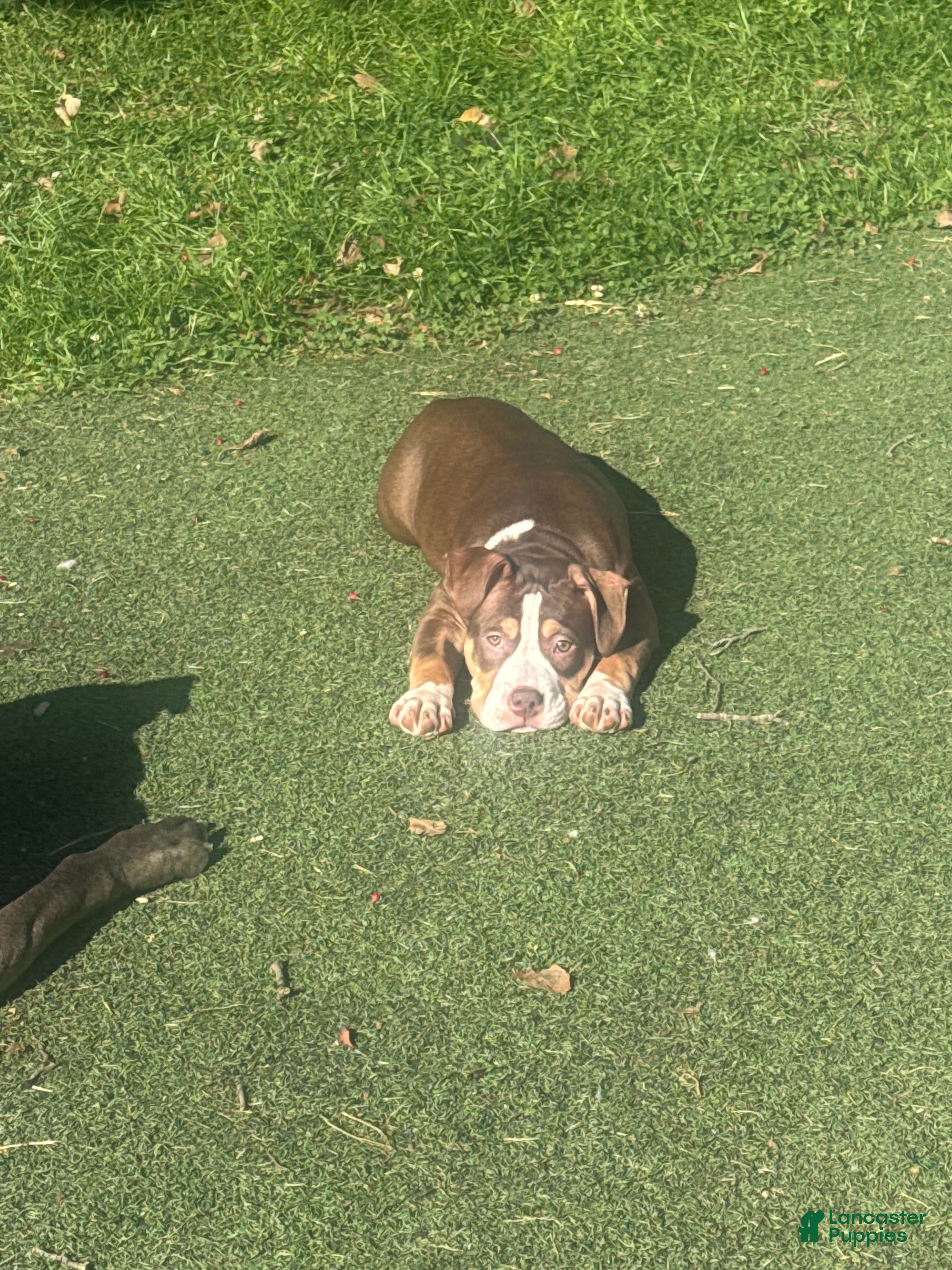 American Bully dogs Butters - Ad 2