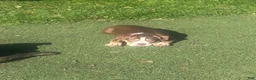 American Bully dogs for sale: Butters - Ad 2