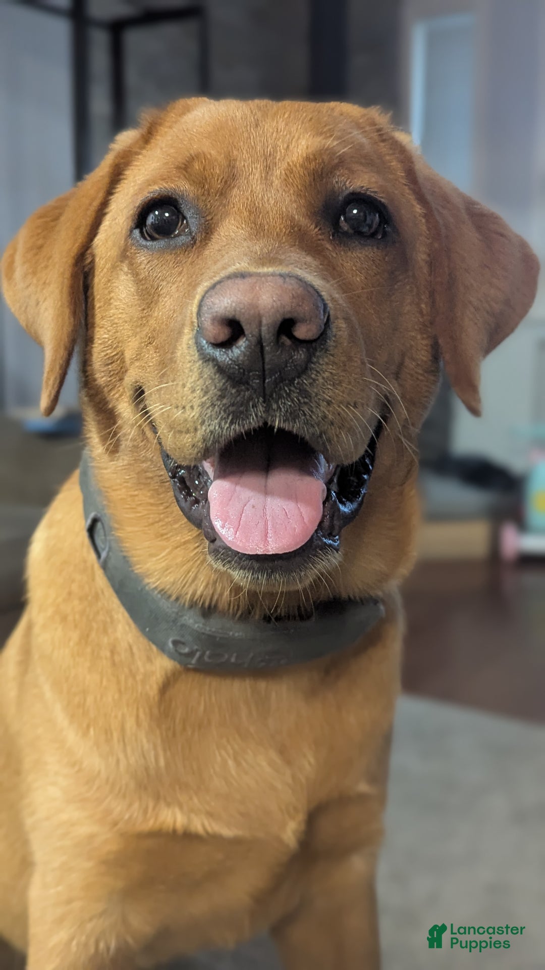 Mixed Breed dogs for sale: Charlie - Ad 8