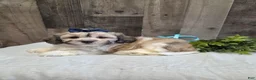 Teddy Bear dogs for sale: Sheila - Ad 1