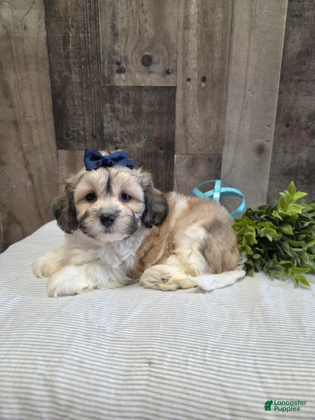 Teddy Bear dogs for sale: Sheila - Ad 1
