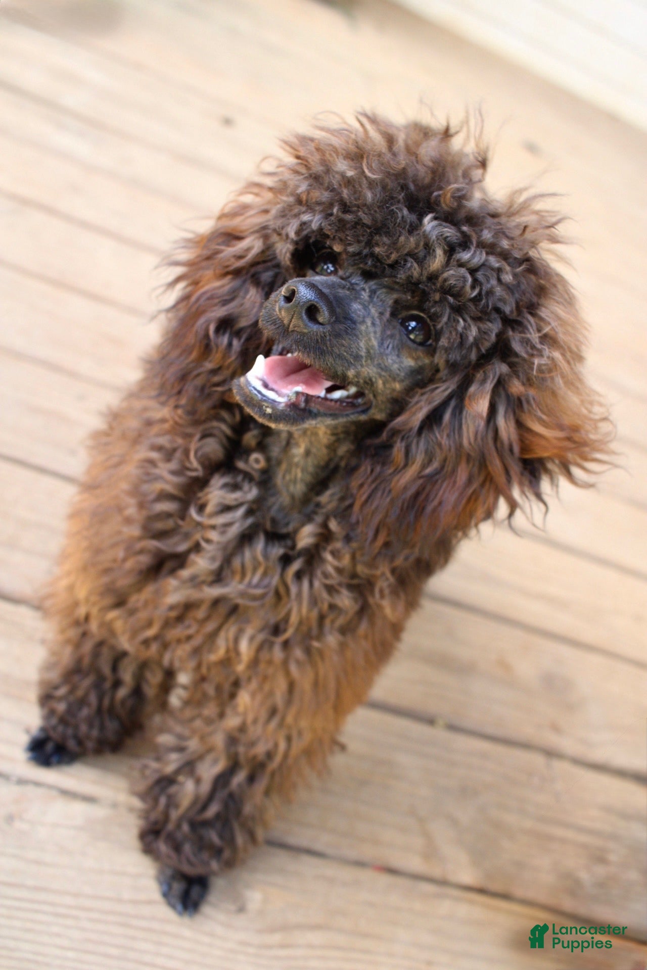 Toy Poodle dogs Barracuda (Cuda)  - Ad 1