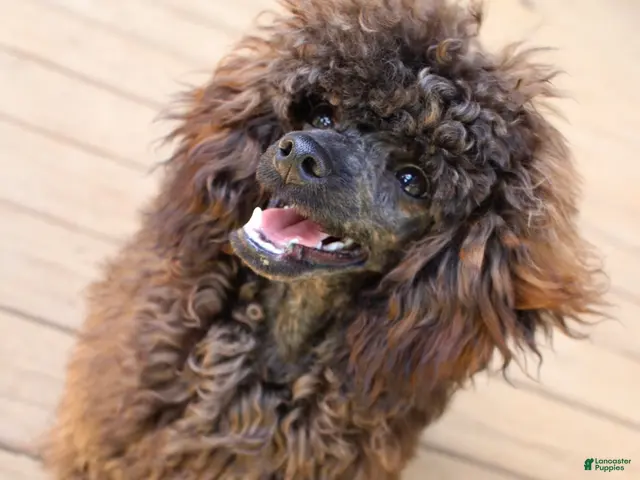 Toy Poodle dogs for sale: Barracuda (Cuda) - Ad 1