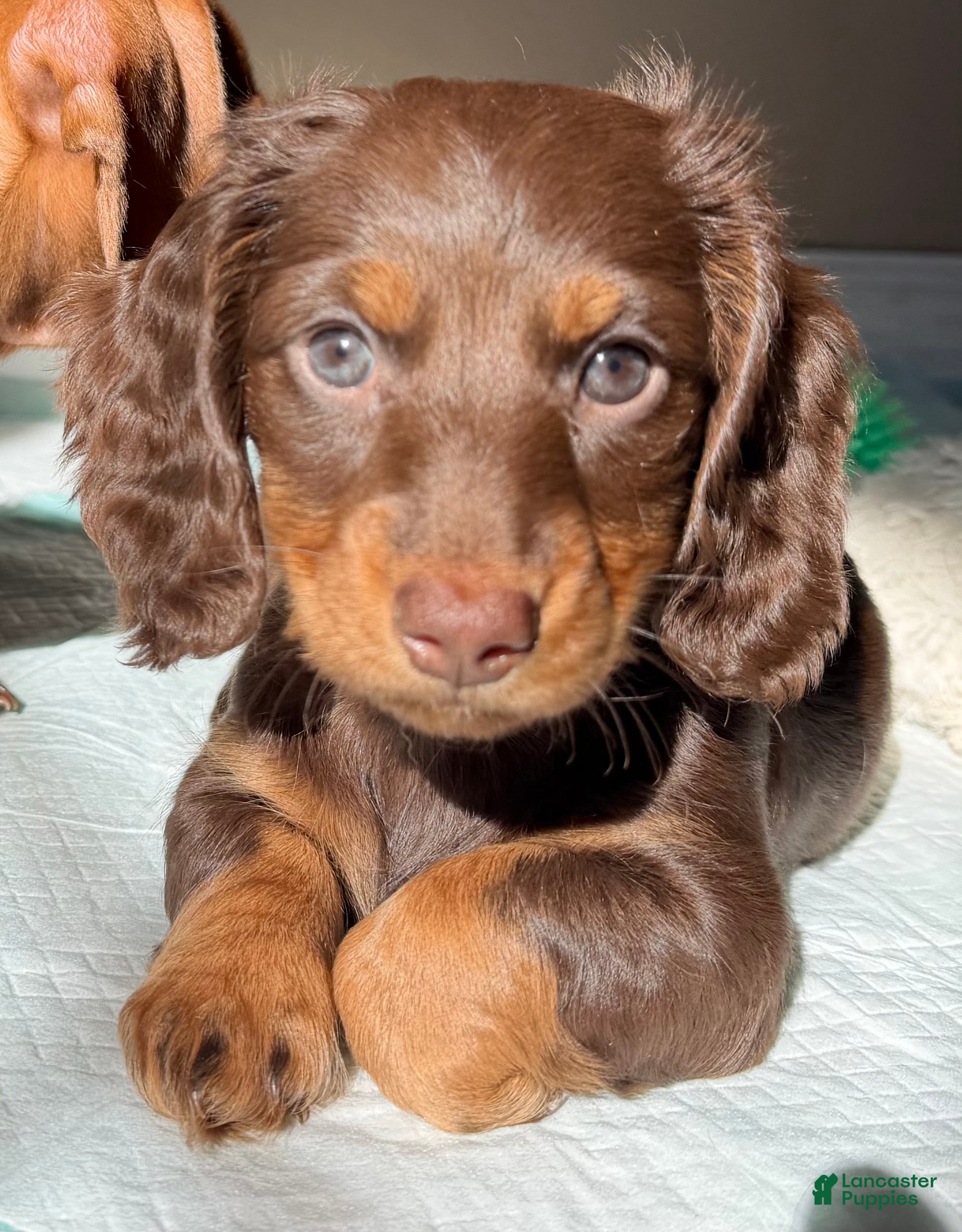 Dachshund dogs Sophie  - Ad 35
