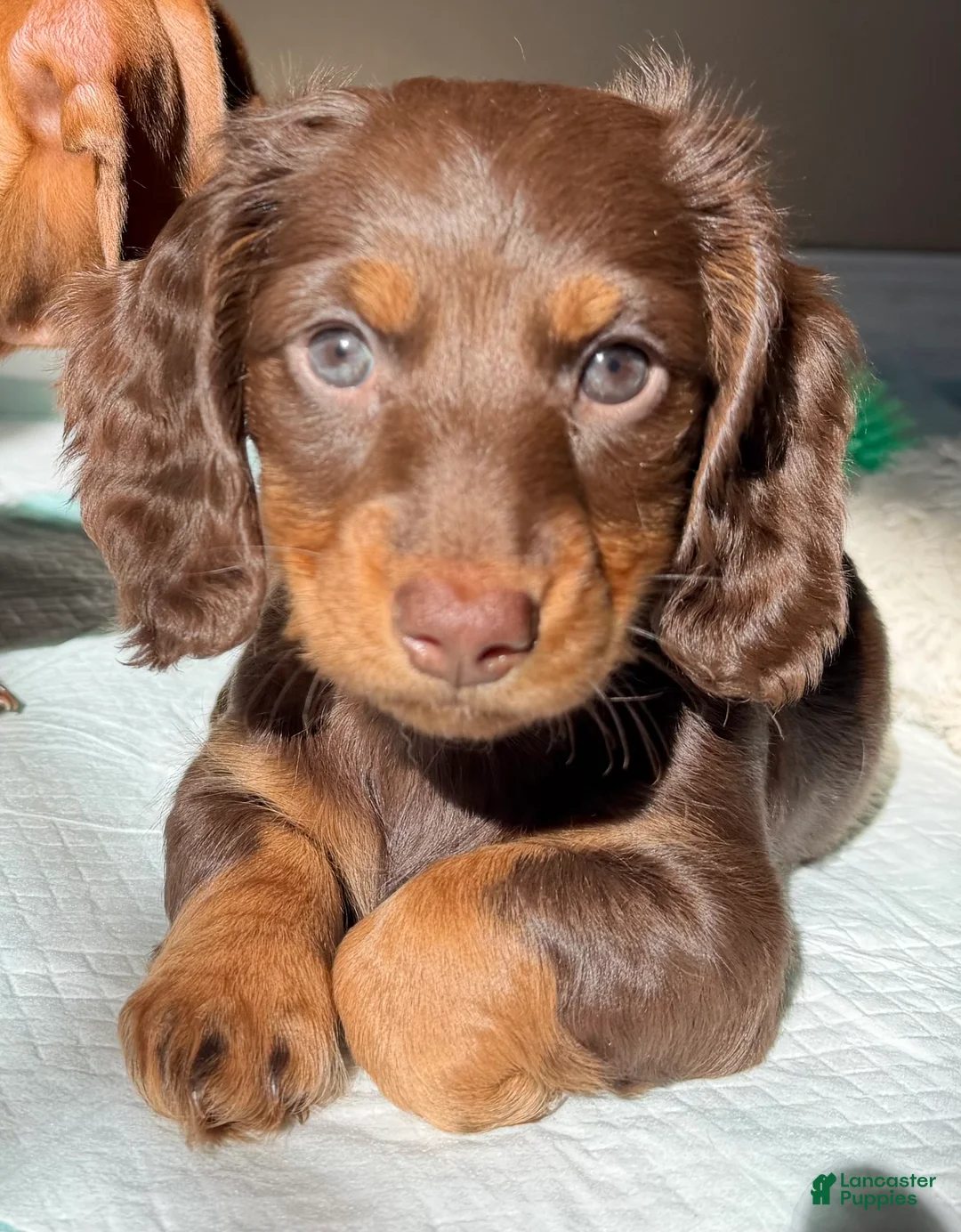 Dachshund dogs for sale: Sophie  - Ad 1