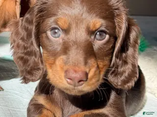Dachshund dogs Sophie - Ad 35