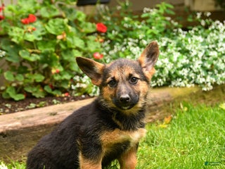 Mixed Breed dogs - Ad 21