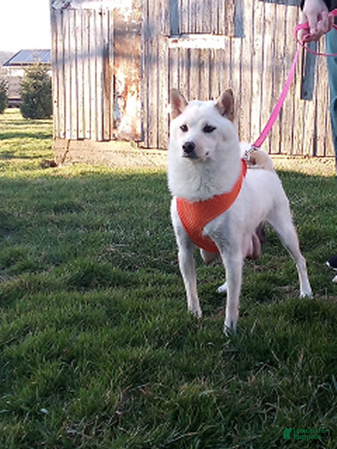 Shiba Inu dogs for sale: Jodie - Ad 10