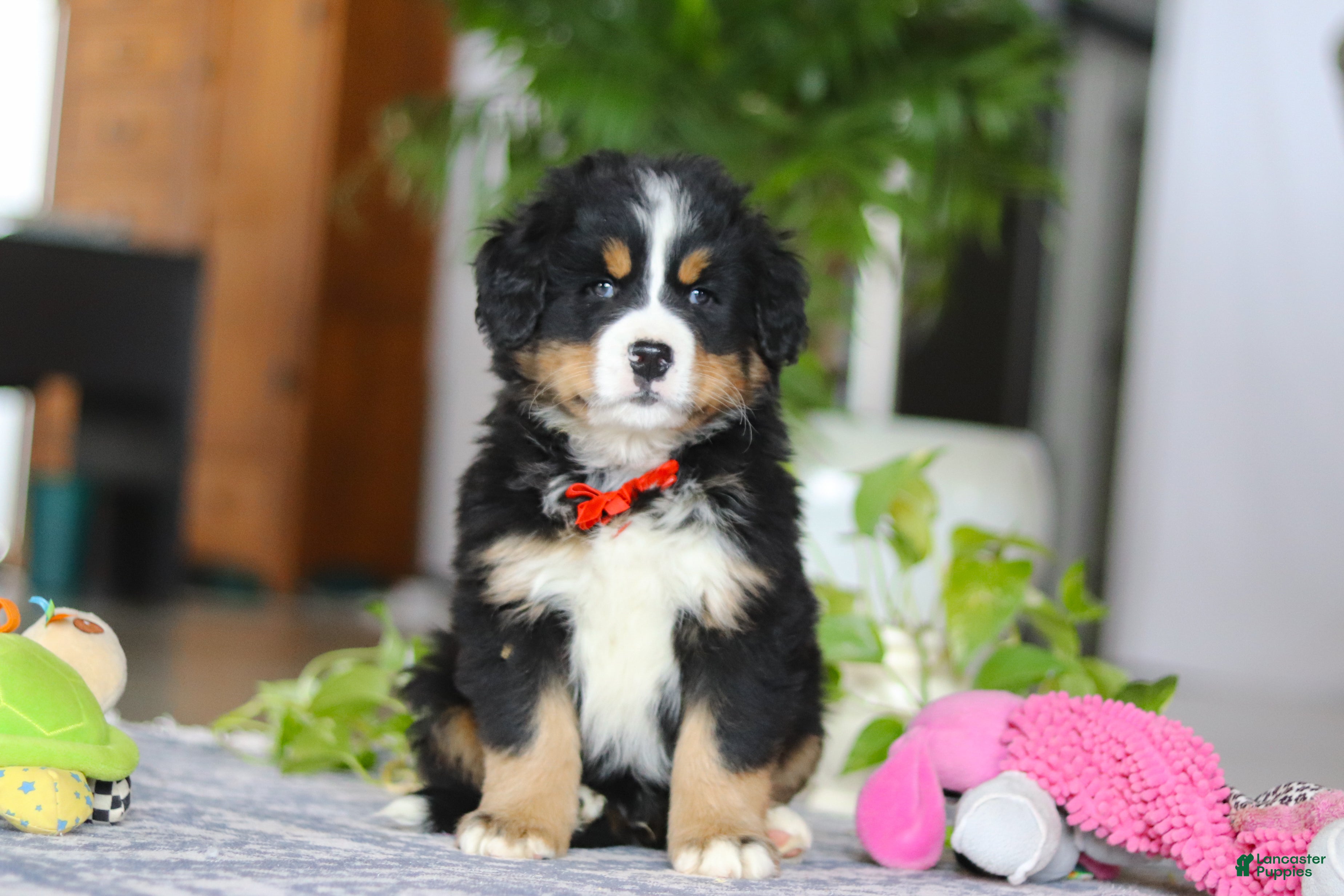 Bernese Mountain Dog dogs Koda - Ad 42