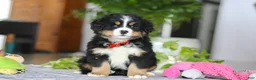 Bernese Mountain Dog dogs for sale: Koda - Ad 1