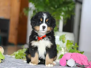Bernese Mountain Dog dogs Koda - Ad 42