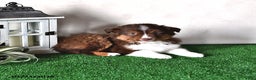 Miniature Australian Shepherd dogs for sale: Diesel - Ad 3