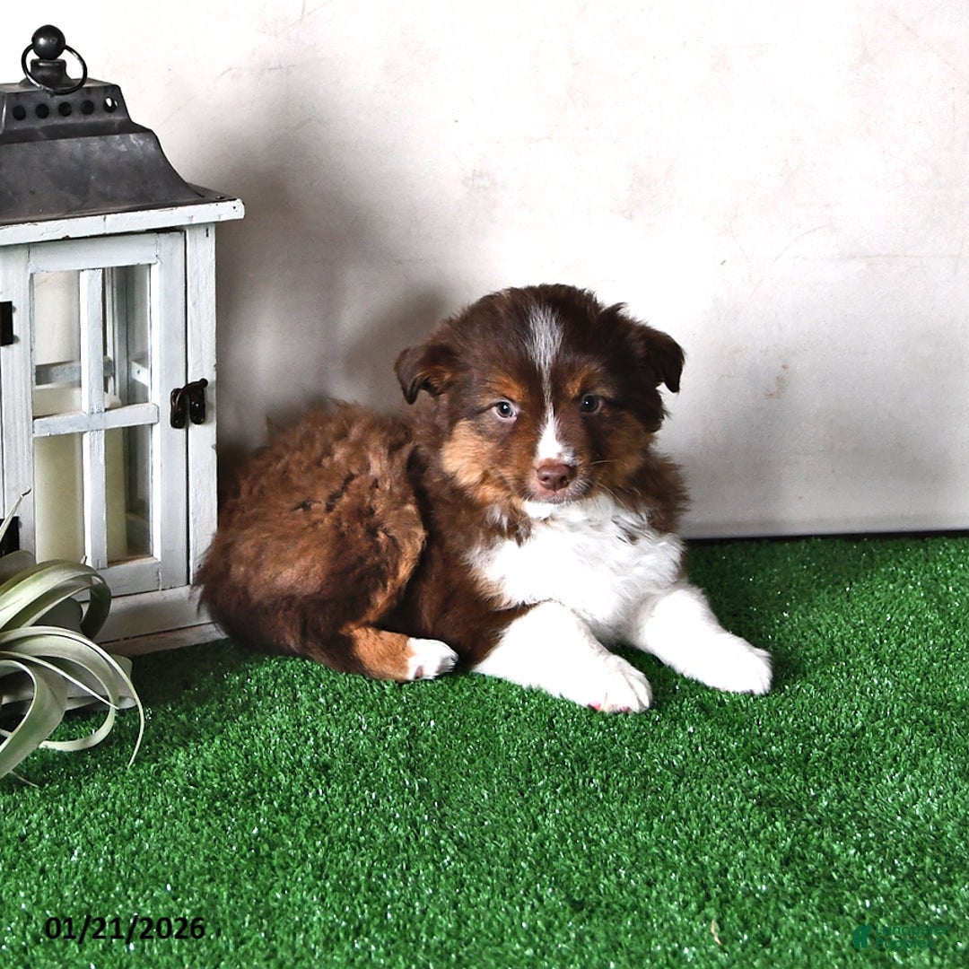 Miniature Australian Shepherd dogs for sale: Diesel - Ad 3
