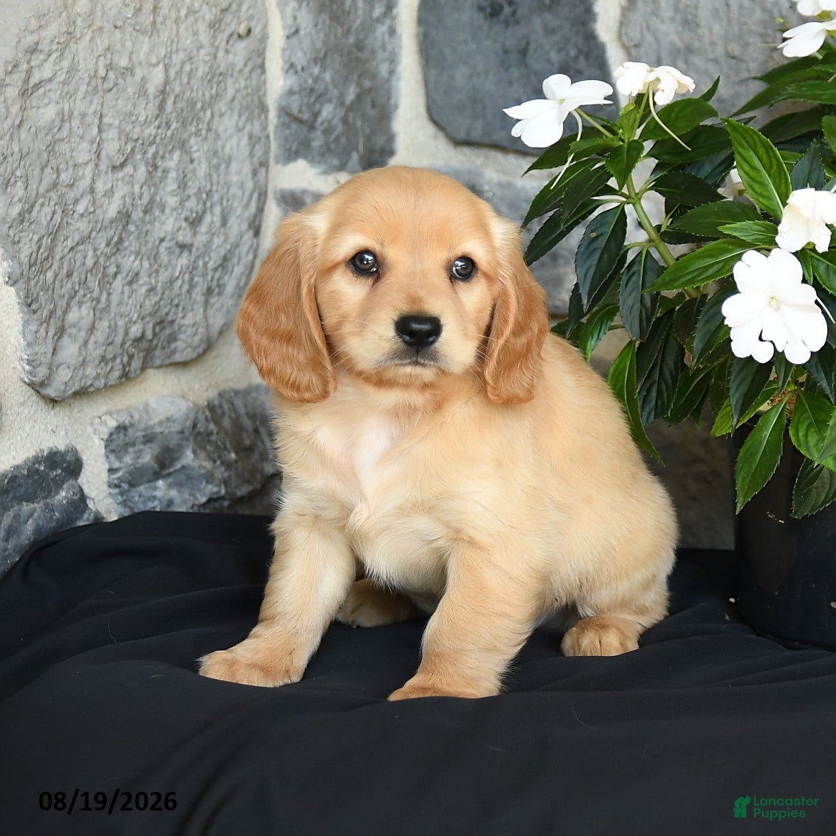 Miniature Golden Retriever dogs Wyatt - Ad 1