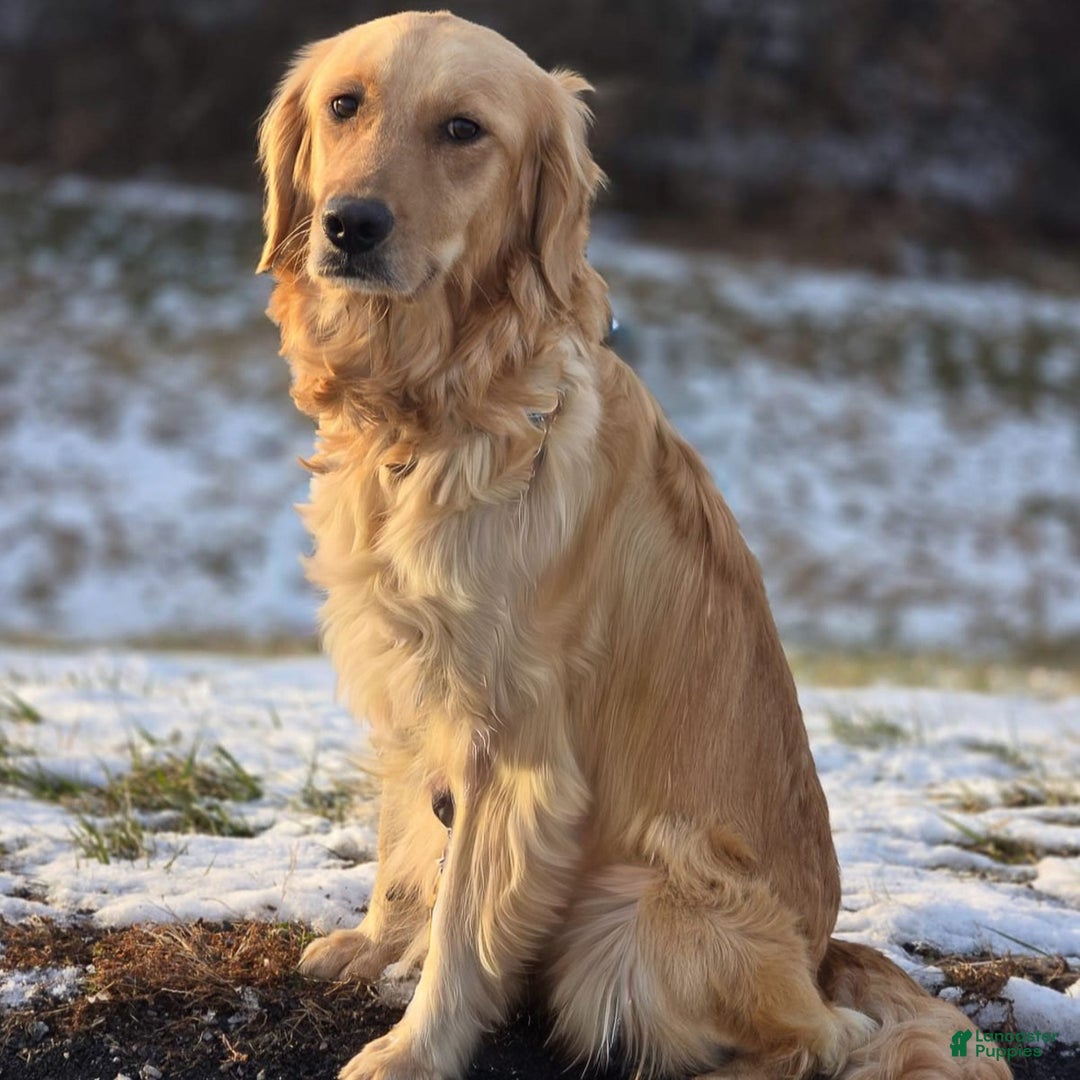 Golden Retriever dogs for sale: Holiday  - Ad 5
