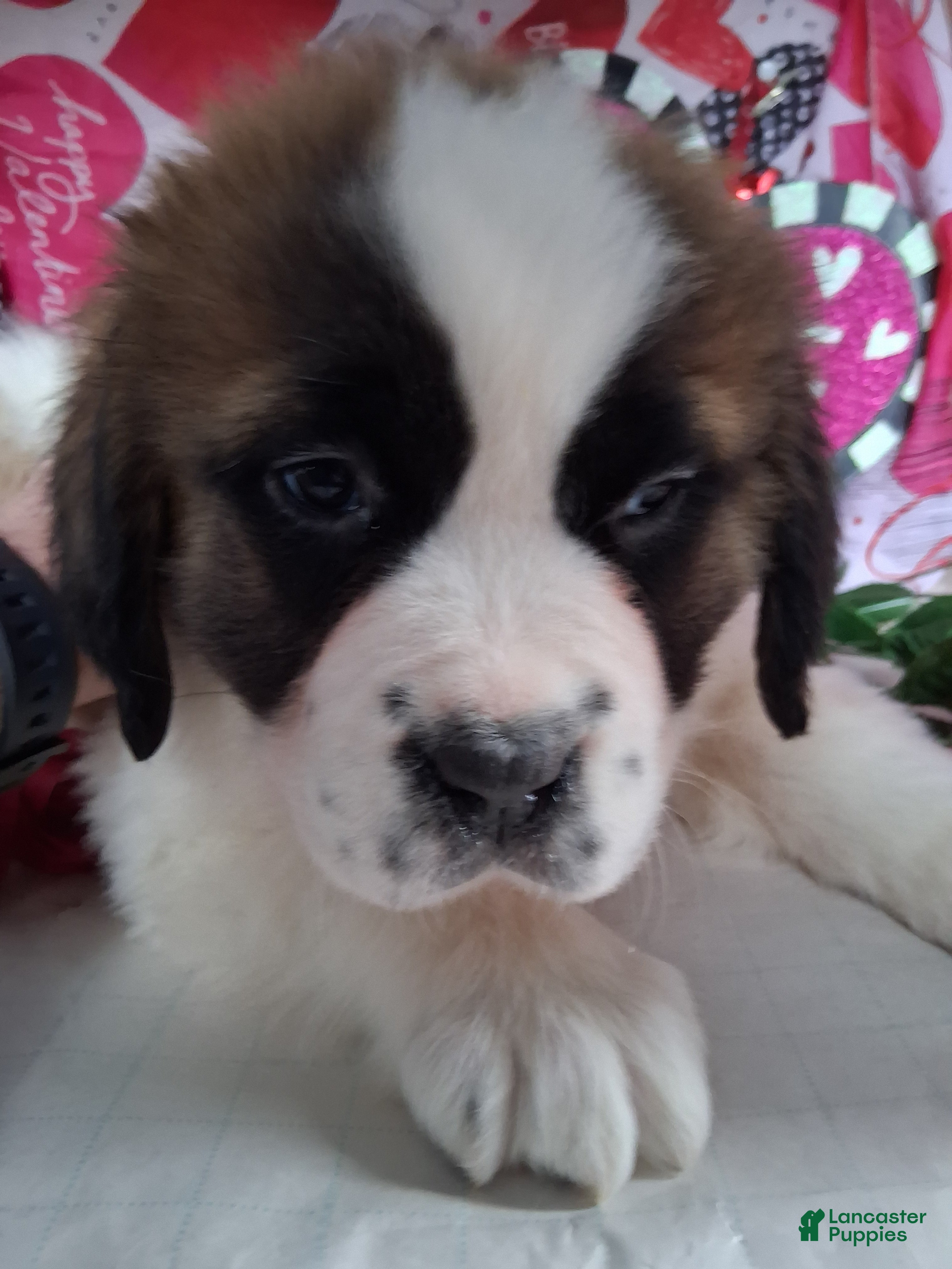 Saint Bernard dogs Maggy  - Ad 25